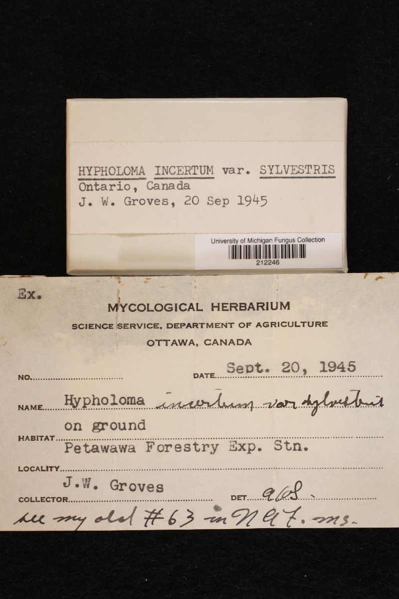 Hypholoma incertum var. sylvestris image