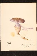 Cortinarius aggregatus image