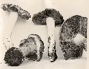 Cortinarius albescens image