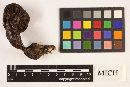Cortinarius cacaocolor image