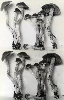 Cortinarius castaneus image