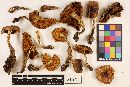 Cortinarius castaneicolor image