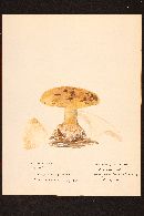 Cortinarius olearioides image