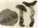 Cortinarius gentilis image