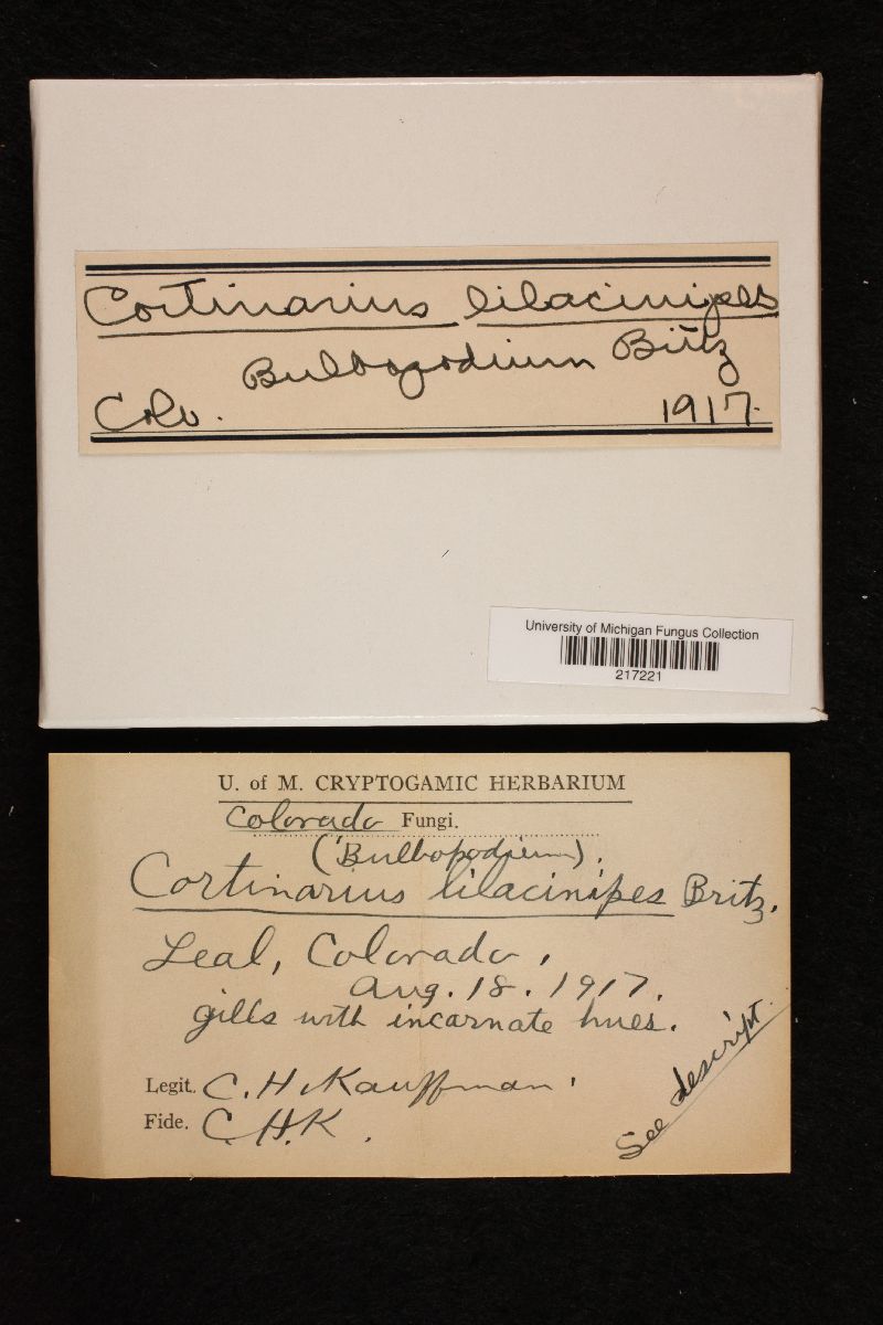 Cortinarius lilacinipes image