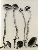 Cortinarius paleaceus image