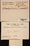 Cortinarius pseudoarquatus image