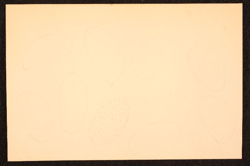 Cortinarius sphagnophilus image