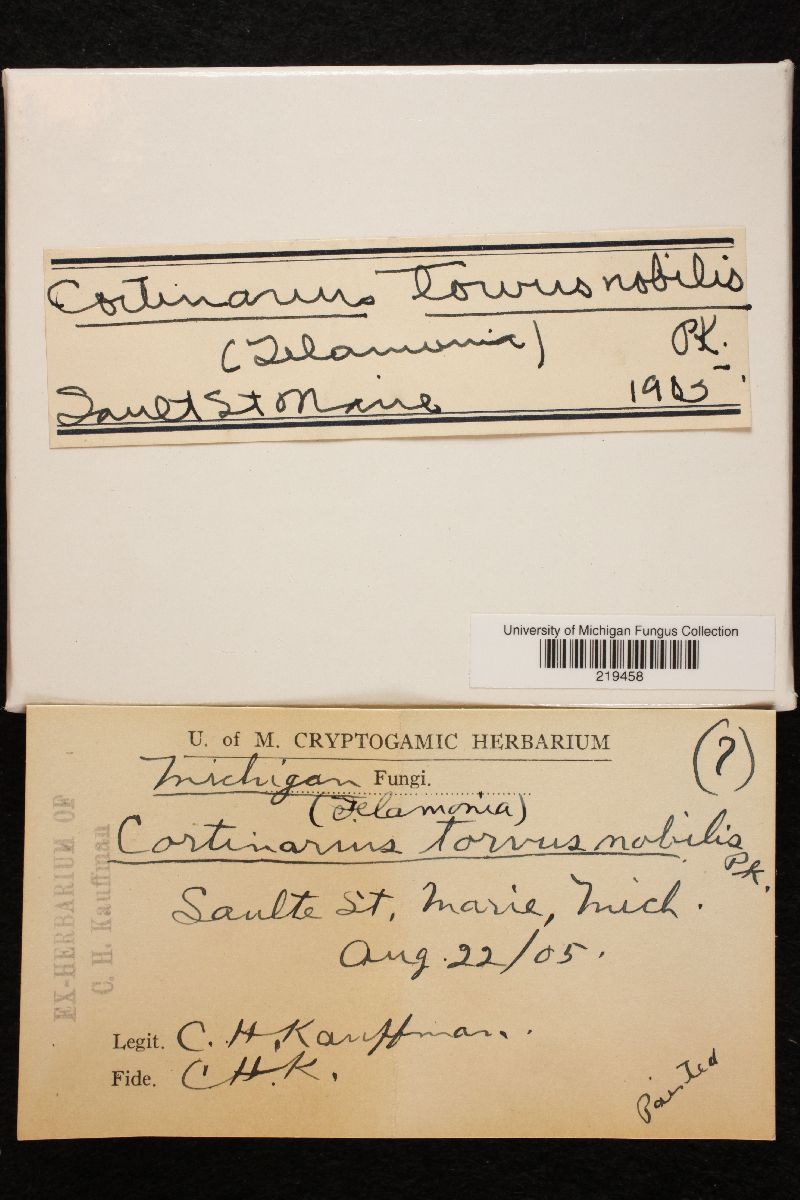 Cortinarius torvus var. nobilis image