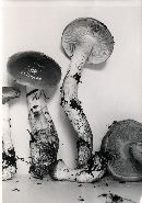 Cortinarius turmalis image
