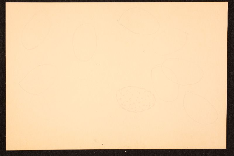 Cortinarius uliginosus image