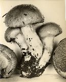 Cortinarius variicolor image