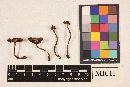 Cortinarius zakii image