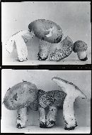 Russula flava image