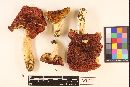 Russula rubrotincta image
