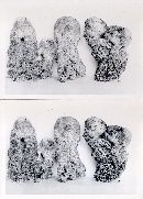 Scleroderma meridionale image