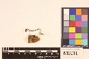 Cordyceps nipponica image
