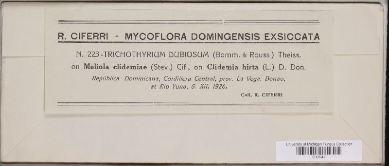 Trichothyrium dubiosum image
