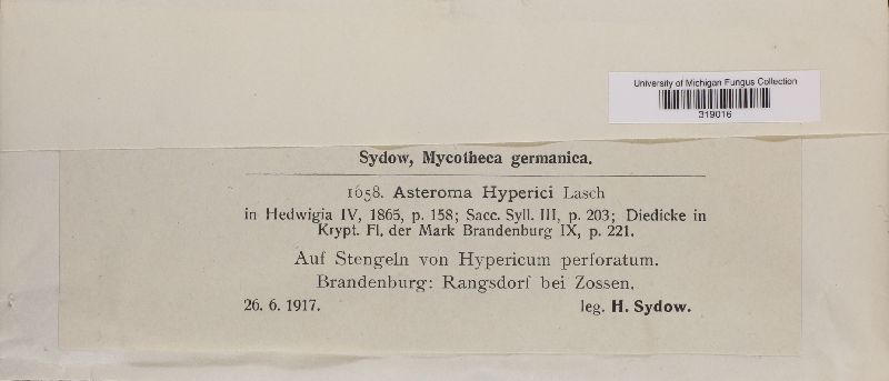 Asteroma hyperici image
