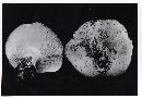 Russula cascadensis image