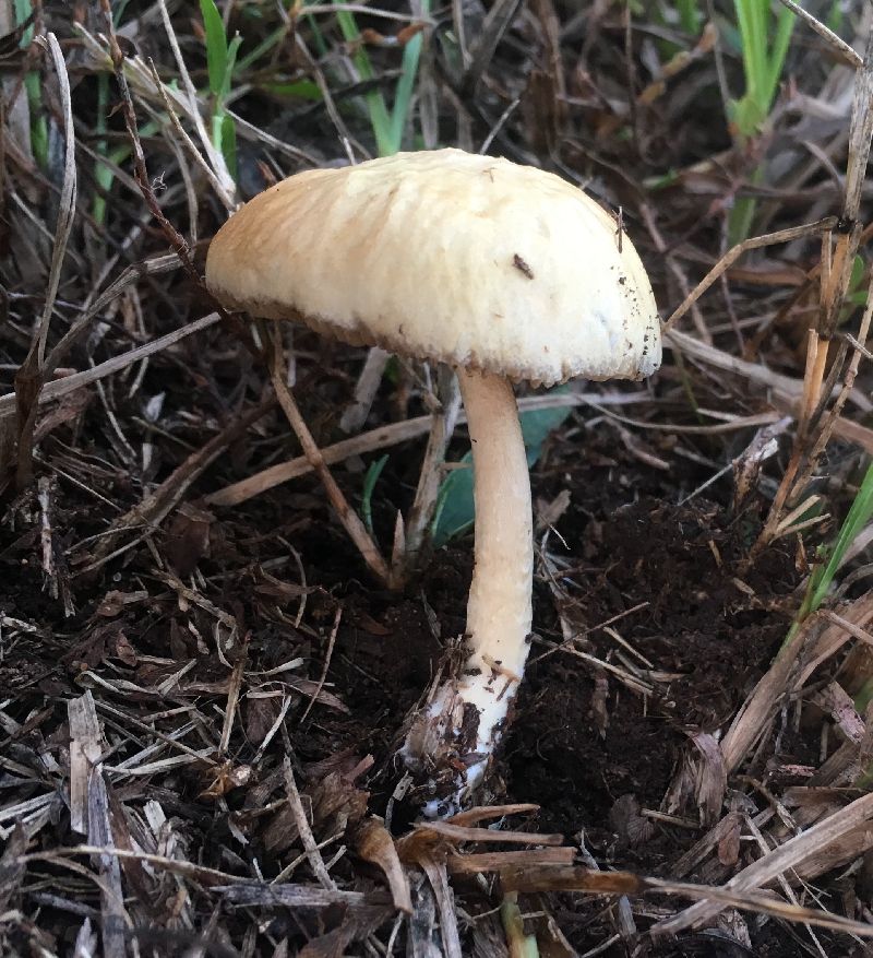 Agrocybe image