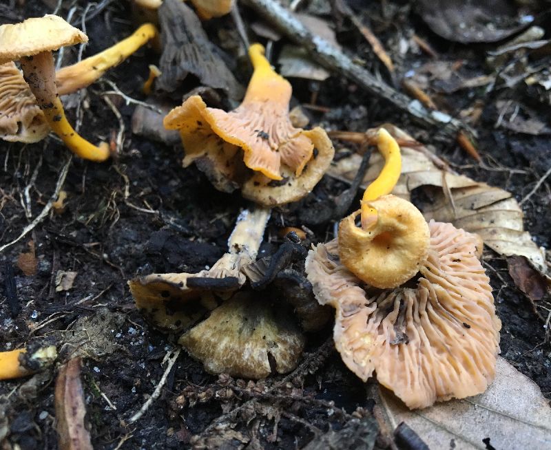 Cantharellus ignicolor image