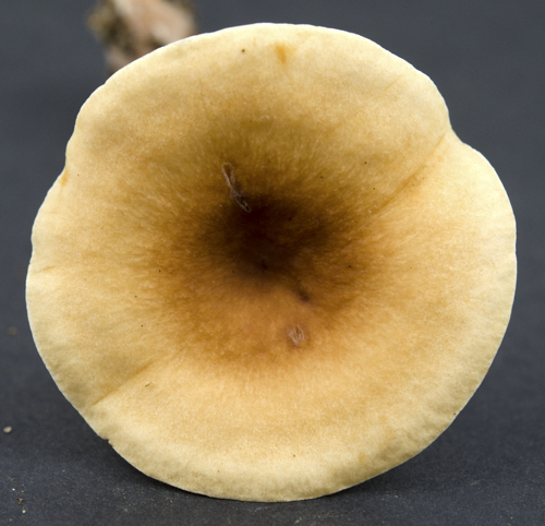 Russulales image