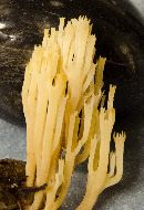 Image of Artomyces pyxidatus