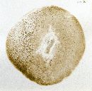 Leccinum rugosiceps image