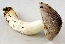 Tricholoma portentosum image