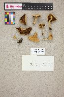 Cortinarius corrugatus image