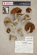 Cortinarius olearioides image