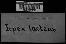 Irpex lacteus image