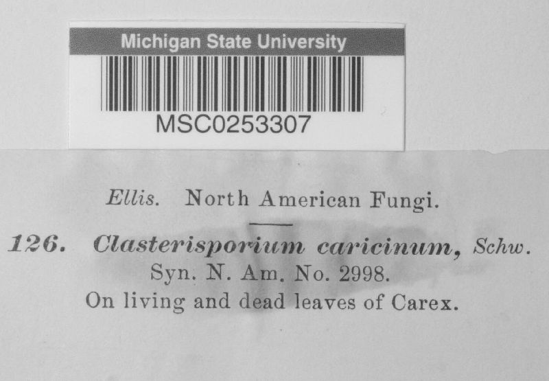 Clasterisporium caricinum image