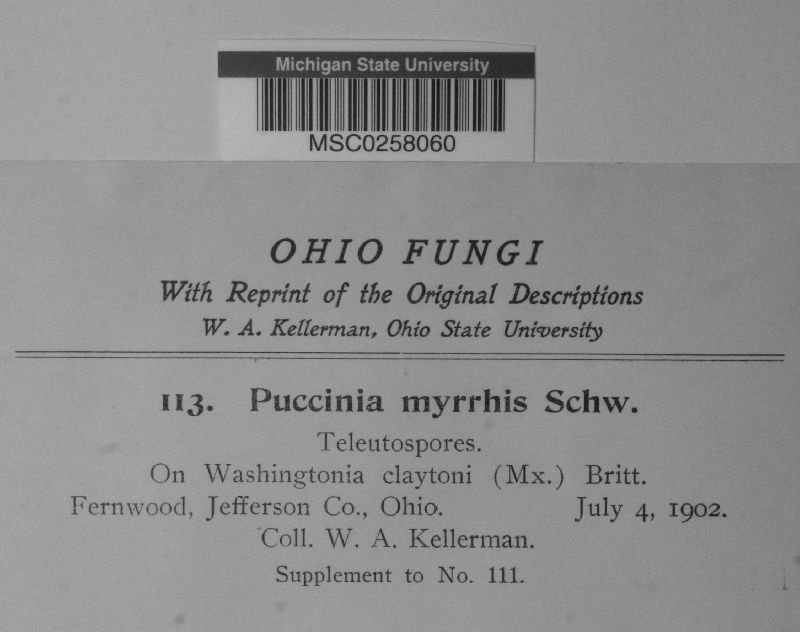 Puccinia myrrhis image