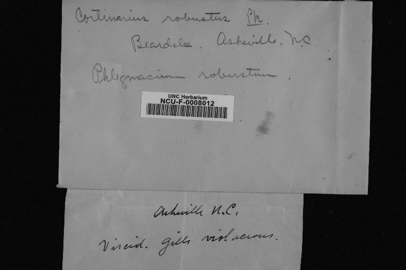 Cortinarius robustus image