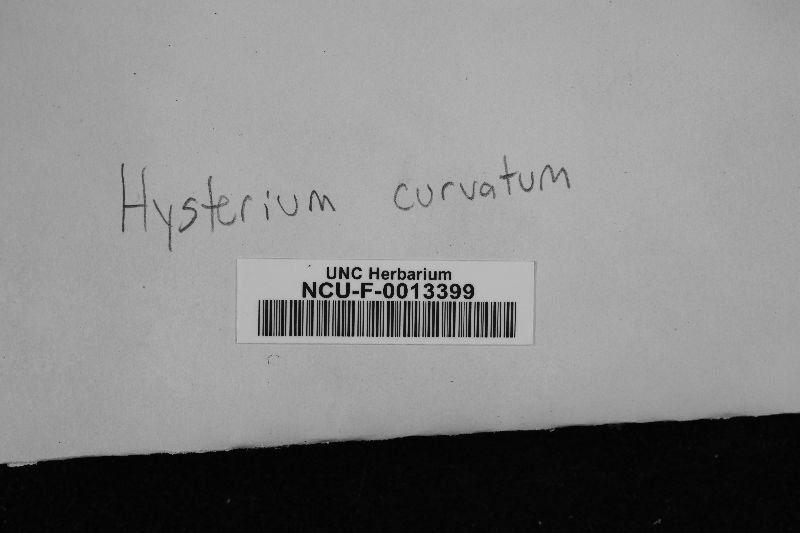 Hysterium curvatum image