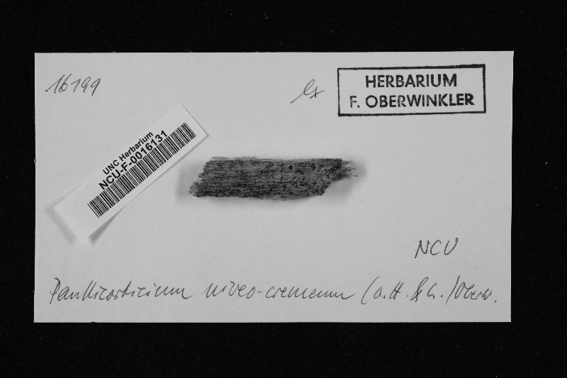 Sistotremastrum niveocremeum image