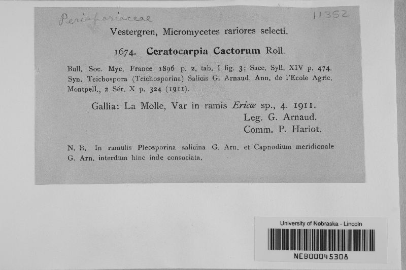Ceratocarpia cactorum image