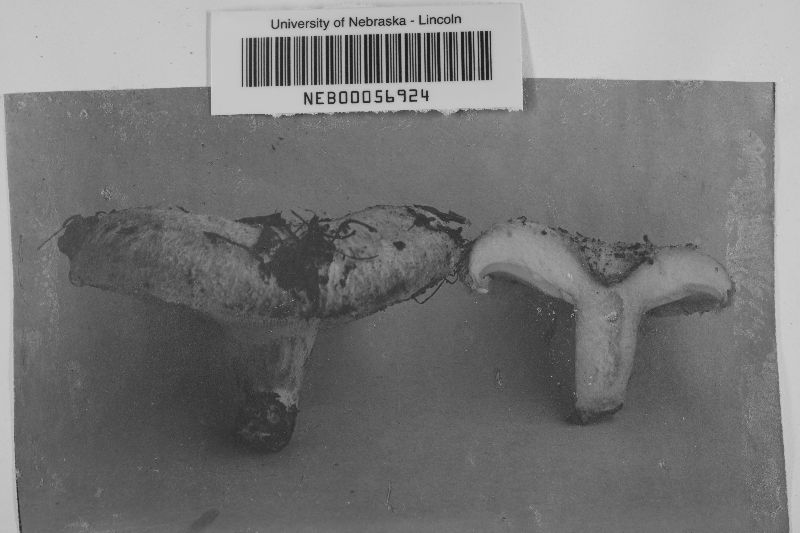 Lactarius villosus image