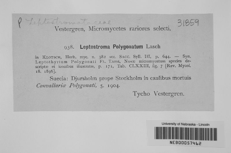 Leptostroma polygonatum image