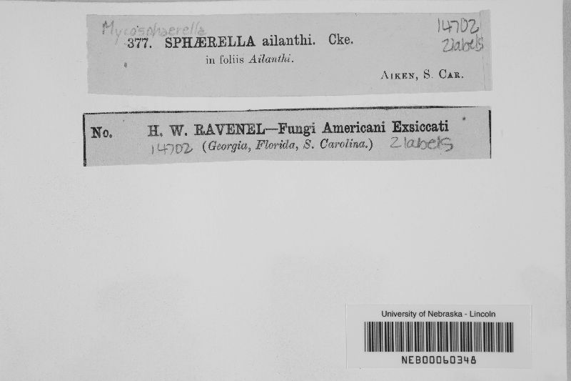 Mycosphaerella ailanthi image