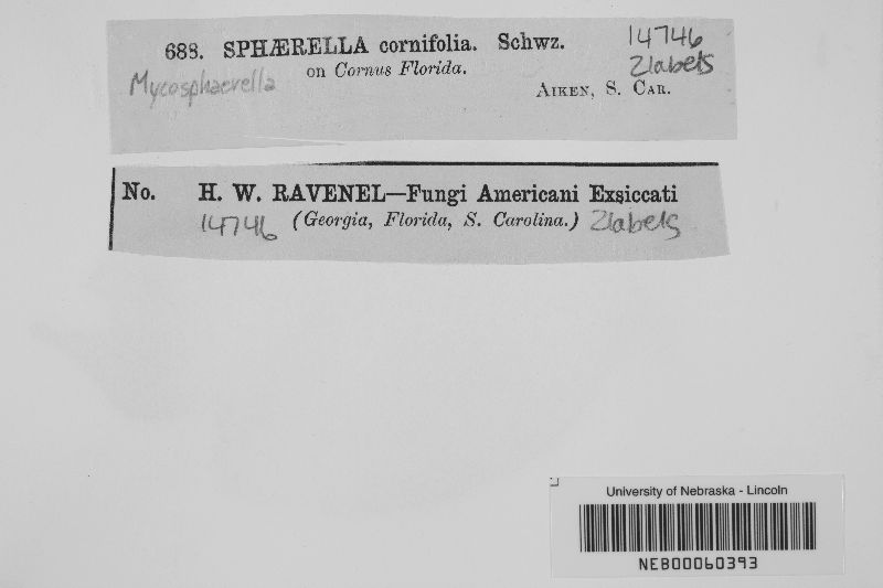 Mycosphaerella cornifolia image