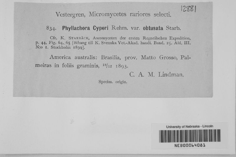 Phyllachora cyperi var. obtusata image