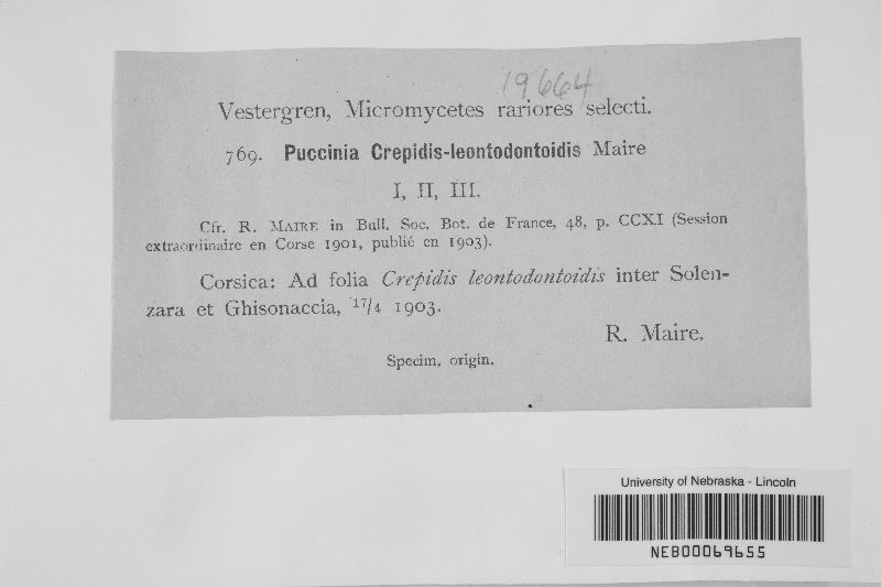 Puccinia crepidis-leontodontoidis image