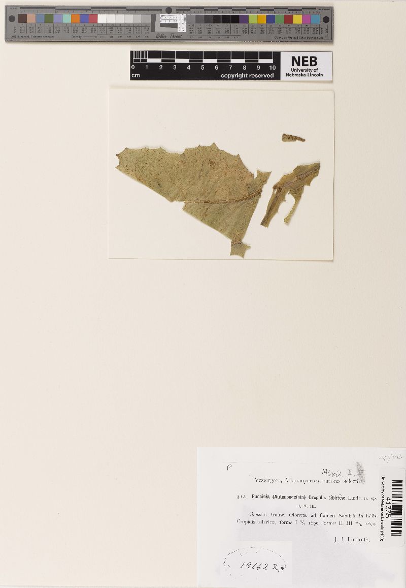 Puccinia crepidis-sibiricae image