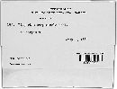 Melanconis chrysostroma image