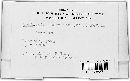 Cryptosporella corylina image