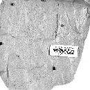 Phellinus conchatus image