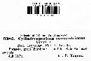 Image of Cylindrosporium concentricum